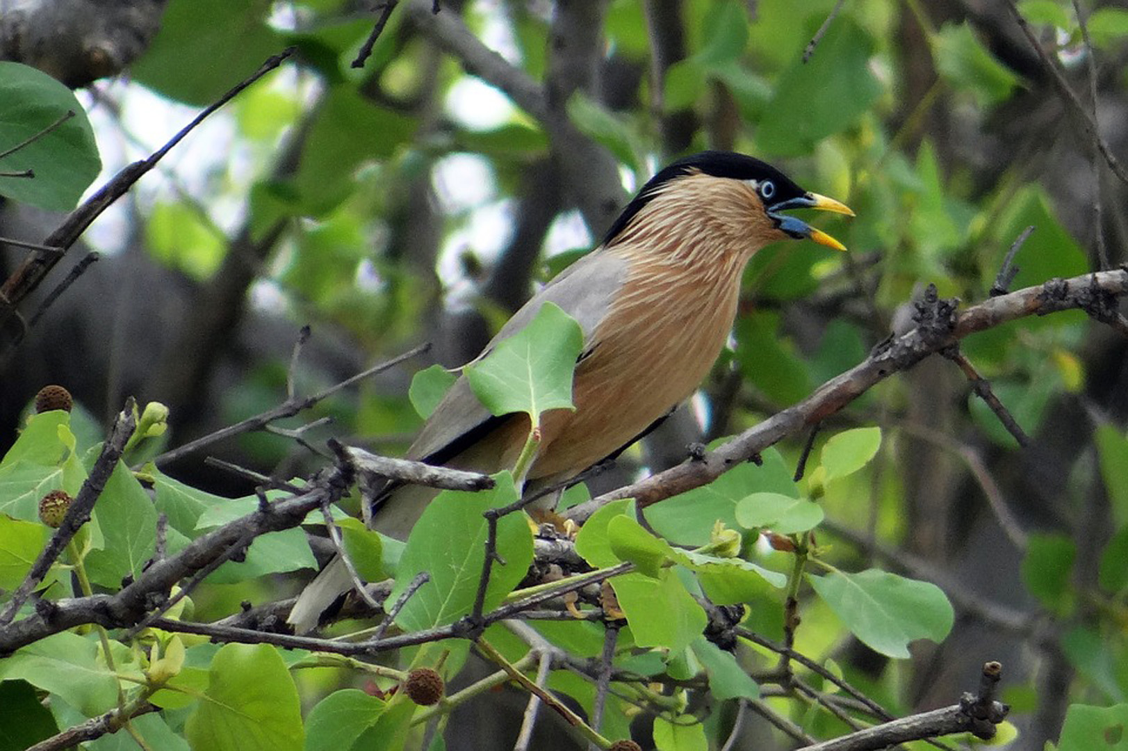 Safari De Vida Silvestre Con Paquetes De Observación De Aves